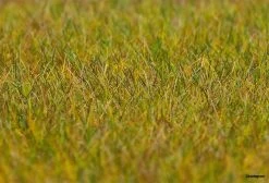 180484 Faller PREMIUM Streufasern Wiese, He